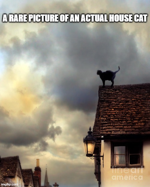 A rare picture of an actual house cat !!! | a rare picture of an actual house cat | image tagged in cat,kittens,funny,humor,play on words | made w/ Imgflip meme maker