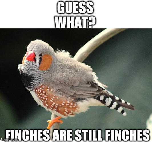 Finches begat finches | Guess What? Finches are still finches | image tagged in creationism,christianity,gifs,memes | made w/ Imgflip meme maker