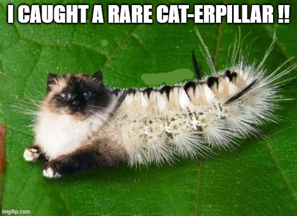 Here's a picture of a rare cat-erpillar !!   --  funny  -- | I caught a rare cat-erpillar !! | image tagged in cat,kittens,funny,humor,caterpillar,play on words | made w/ Imgflip meme maker