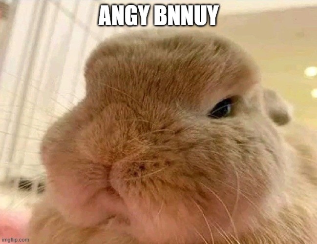 angy bnnuy | angy bnnuy | image tagged in rabbit,meow,bunny,angry,reaction,upset | made w/ Imgflip meme maker