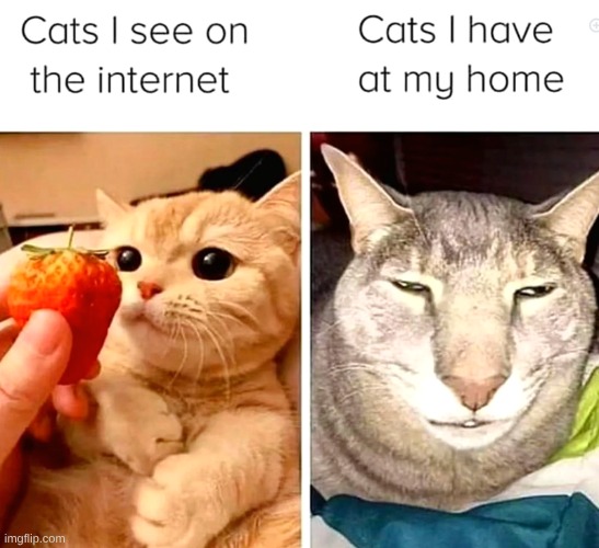 roast this meme | image tagged in funny | made w/ Imgflip meme maker