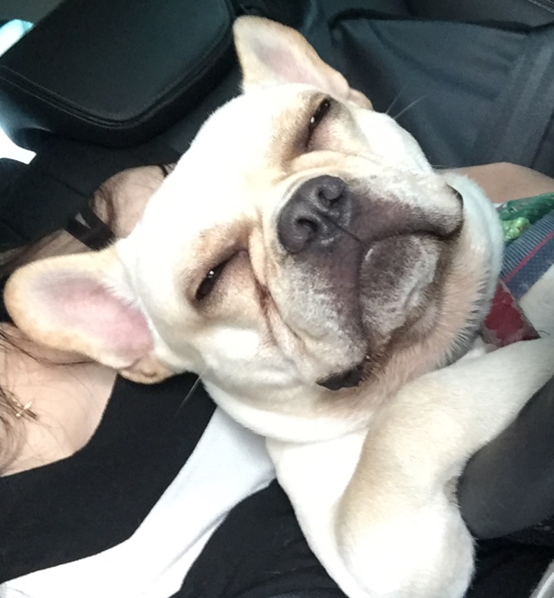 Cachorro fofinho Blank Meme Template