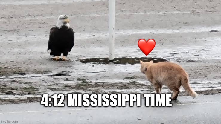 4:12 Mississippi time | image tagged in cat,eagle | made w/ Imgflip meme maker