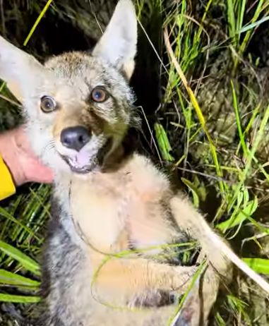 COYOTE Blank Meme Template