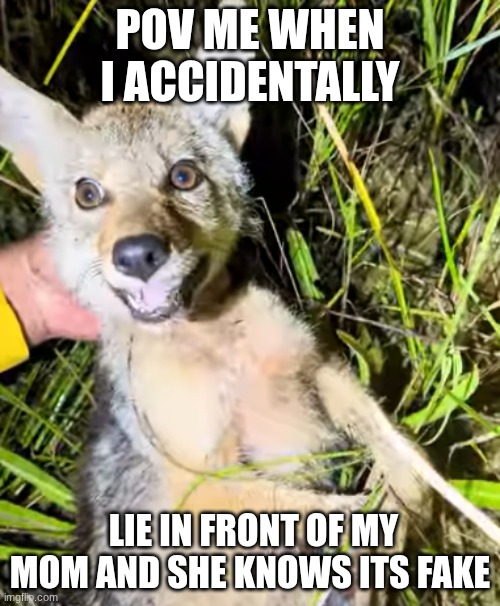 I found this in a Youtube video | POV ME When I accidentally; lie in front of my mom and she knows its fake | image tagged in coyote | made w/ Imgflip meme maker
