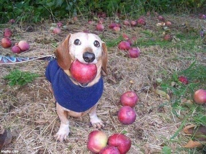 Apple Dog | image tagged in apple dog | made w/ Imgflip meme maker