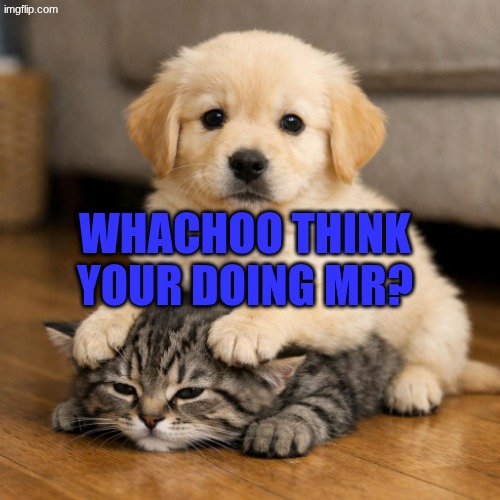 doggy cat rivals | whachoo think your doing MR? | image tagged in dogs,cats,cute puppies,kittens | made w/ Imgflip meme maker