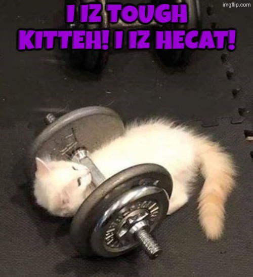 I Iz Hecat | I iz tough kitteh! I iz Hecat! | image tagged in cats,funny cats,heman,weight lifting,how tough am i,cute cat | made w/ Imgflip meme maker