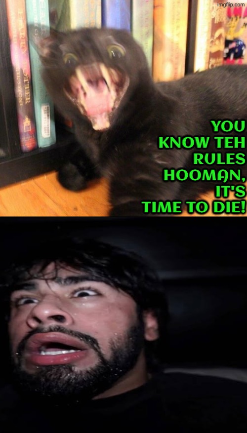 You Know Teh Rules Hooman | You know teh rules hooman, it's time to die! | image tagged in cats,funny cats,you know the rules it's time to die,possessed,kill you cat,terrifier | made w/ Imgflip meme maker