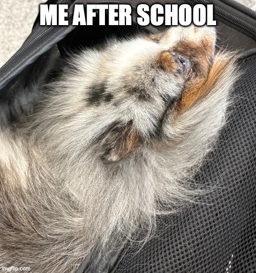 pom | me after school | image tagged in dog | made w/ Imgflip meme maker