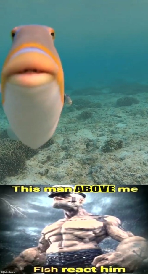 image tagged in staring fish,this man x me x react him | made w/ Imgflip meme maker