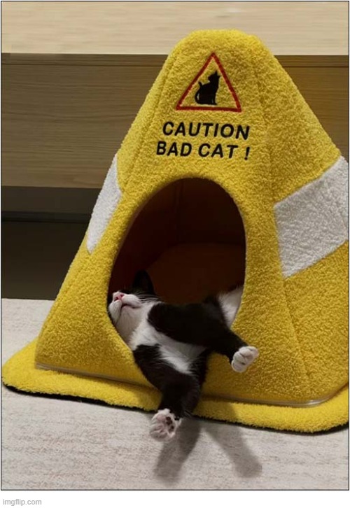 The Perfect Spot ! | image tagged in cats,caution,bad cat | made w/ Imgflip meme maker