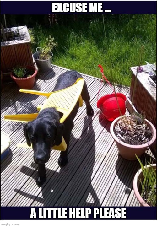 Mistakes Were Made | excuse me ... a little help please | image tagged in dogs,stuck,chair,help me | made w/ Imgflip meme maker