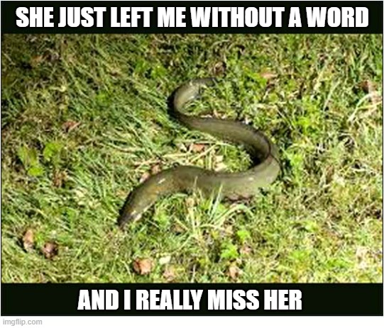 Name That Tune | she just left me without a word; and I really miss her | image tagged in name that tune,eel,escape | made w/ Imgflip meme maker