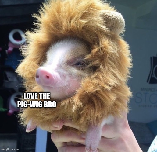 Love the pig-wig bro | made w/ Imgflip meme maker