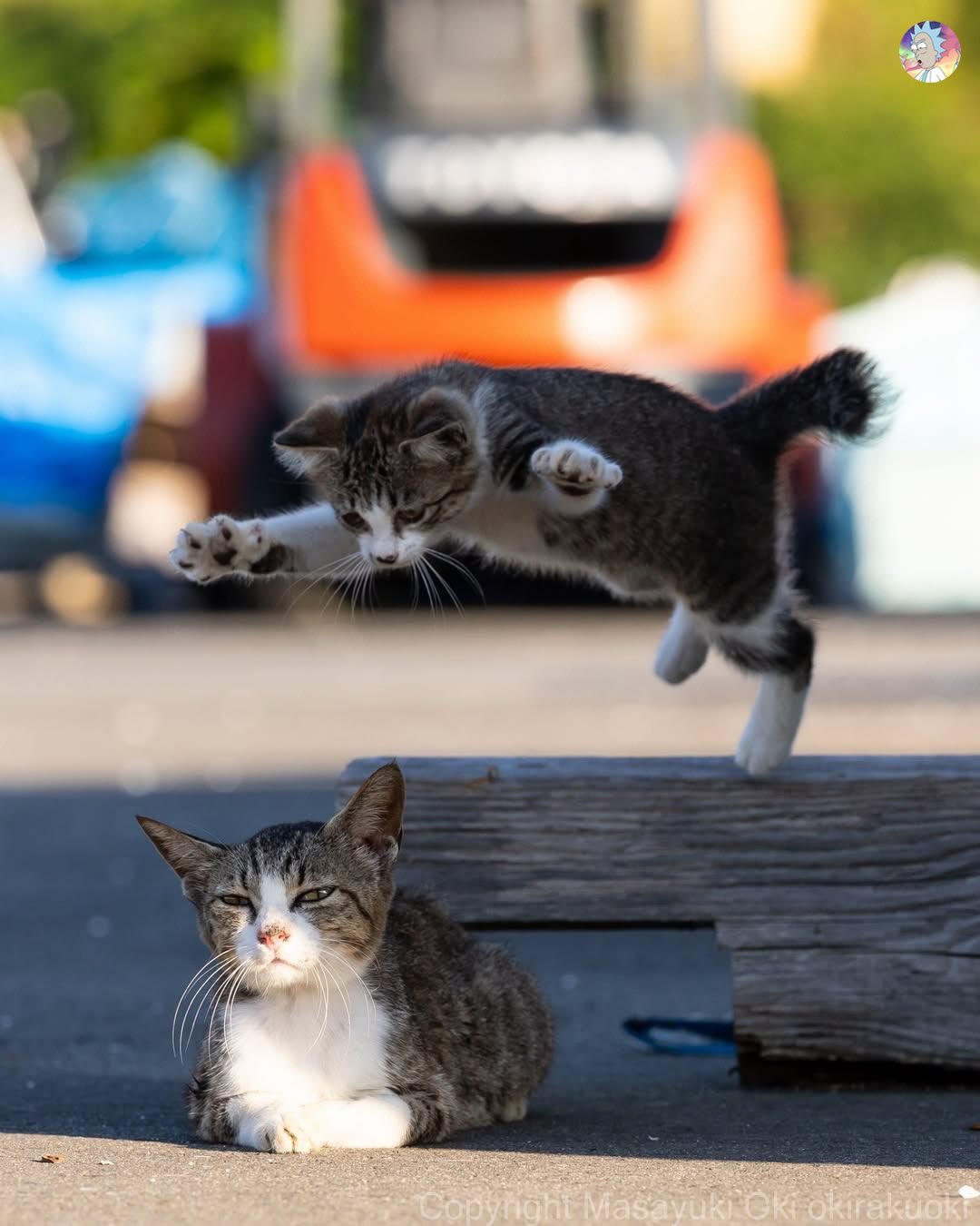 kitten ambush Blank Meme Template