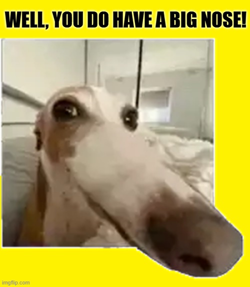You know you've  got a big nose when.... | Well, you do have a big nose! | image tagged in vince vance,big nose,dogs,memes,snout,nostrils | made w/ Imgflip meme maker
