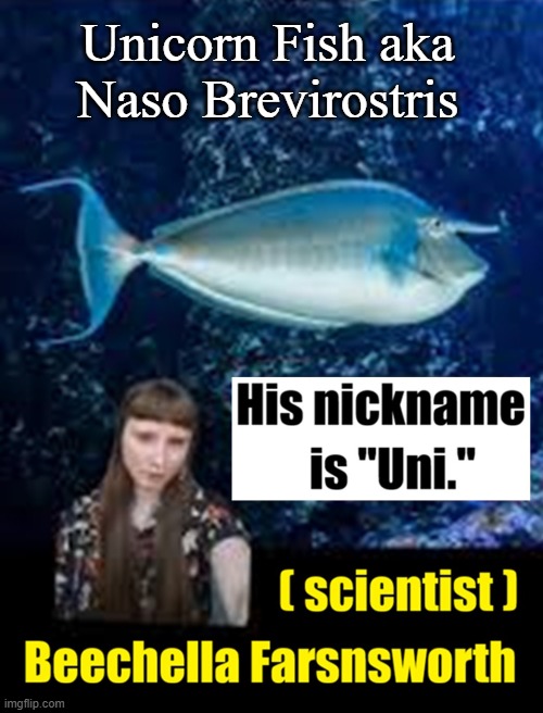 Something Fishy | Unicorn Fish aka
Naso Brevirostris | image tagged in vince vance,unicorn,fisf,fishy,memes,scientist | made w/ Imgflip meme maker