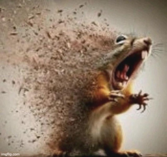 badass squirrel disintegrating | image tagged in badass squirrel disintegrating | made w/ Imgflip meme maker