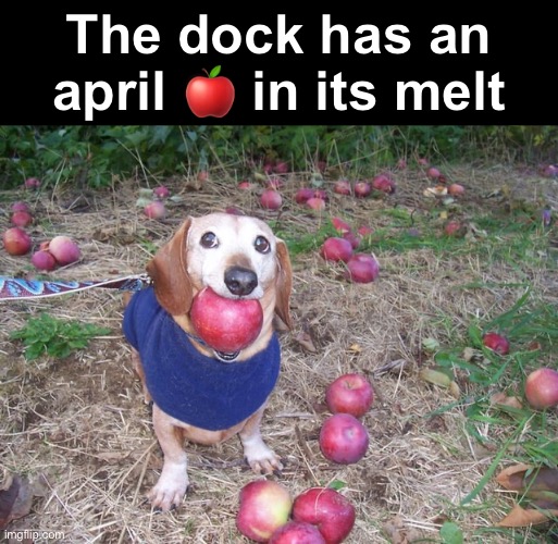 Apple Dog | The dock has an april 🍎 in its melt | image tagged in apple dog | made w/ Imgflip meme maker