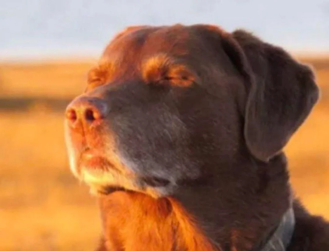 cooked dog Blank Meme Template