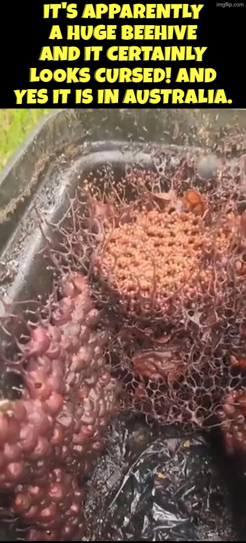 Well Where else would this monstrosity be located | It's apparently a huge beehive and it certainly looks cursed! And yes it is in Australia. | image tagged in cursed images,what a terrible day to have eyes,unsee juice,meanwhile in australia,drink bleach,bees | made w/ Imgflip meme maker