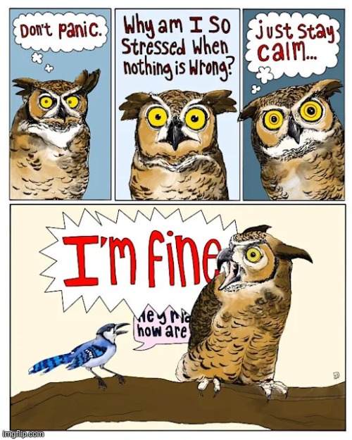 Don't panic | image tagged in owls,owl,birds,comics,comics/cartoons,panic | made w/ Imgflip meme maker