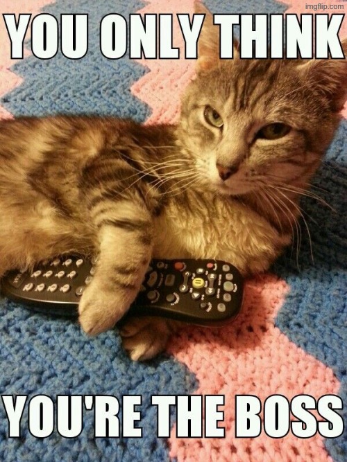 You Only Think | image tagged in cats,funny cats,the boss,delusional,kill you cat,evil overlord rules | made w/ Imgflip meme maker