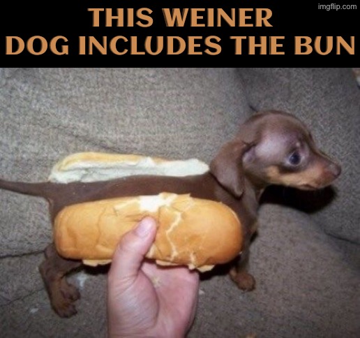 Complete, Bun And All Included | This weiner dog includes the bun | image tagged in dogs,funny dogs,buns,cute dog,hotdog,cursed image | made w/ Imgflip meme maker