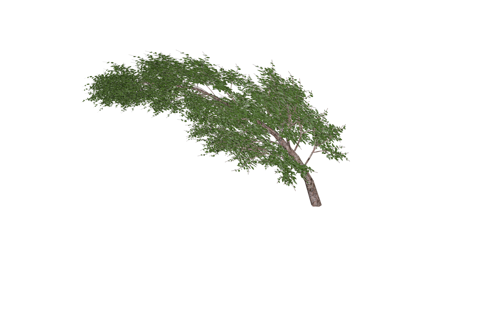 treepiece Blank Meme Template