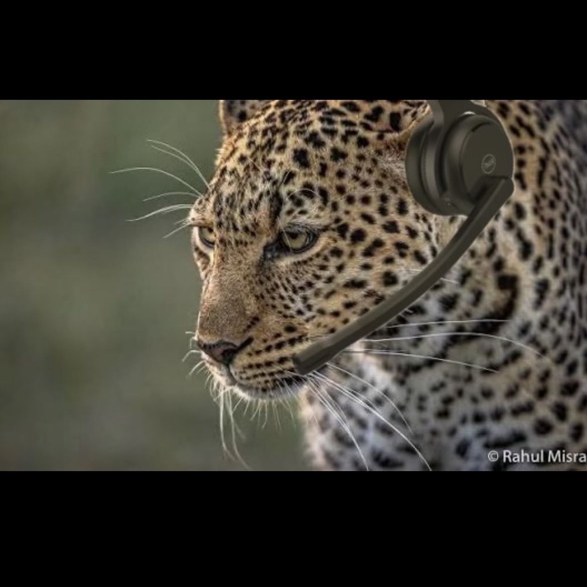 Leopard, call center, headset Blank Meme Template