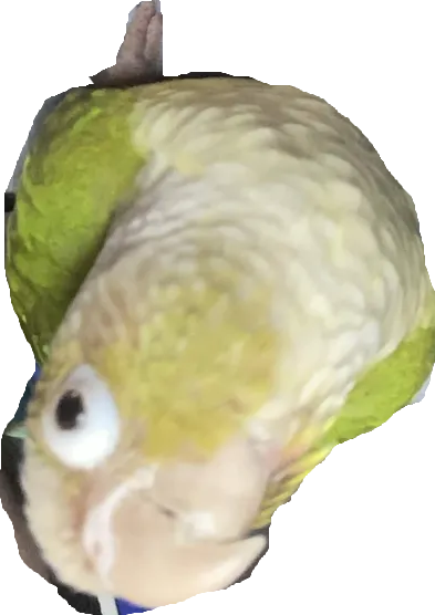 upside down bird Blank Meme Template