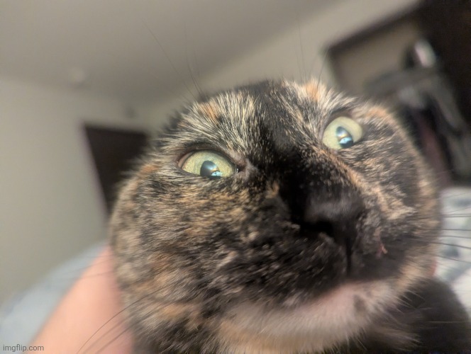 The creature | image tagged in pxl_20260301_051434310 jpg | made w/ Imgflip meme maker