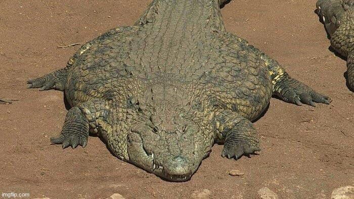 king k rool | image tagged in thicc crocodile | made w/ Imgflip meme maker