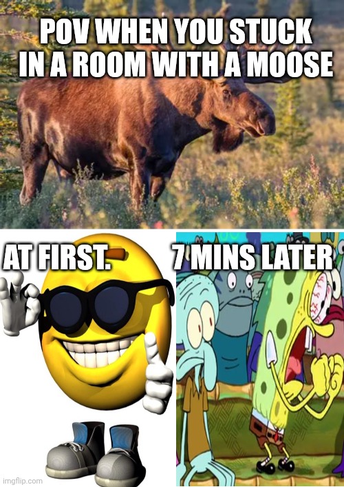 Stuck in your with a moose | Pov when you stuck in a room with a moose; At first.           7 mins later | image tagged in moose,fun,stuck in a room | made w/ Imgflip meme maker
