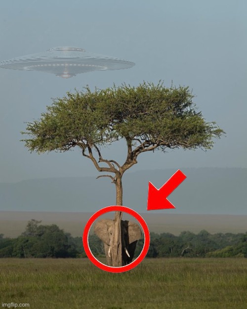 Why is the elephant hiding | image tagged in elephant hiding,elephant in the room | made w/ Imgflip meme maker