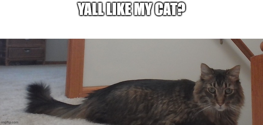 his name is Latte :) | yall like my cat? | image tagged in cats,cute cat | made w/ Imgflip meme maker
