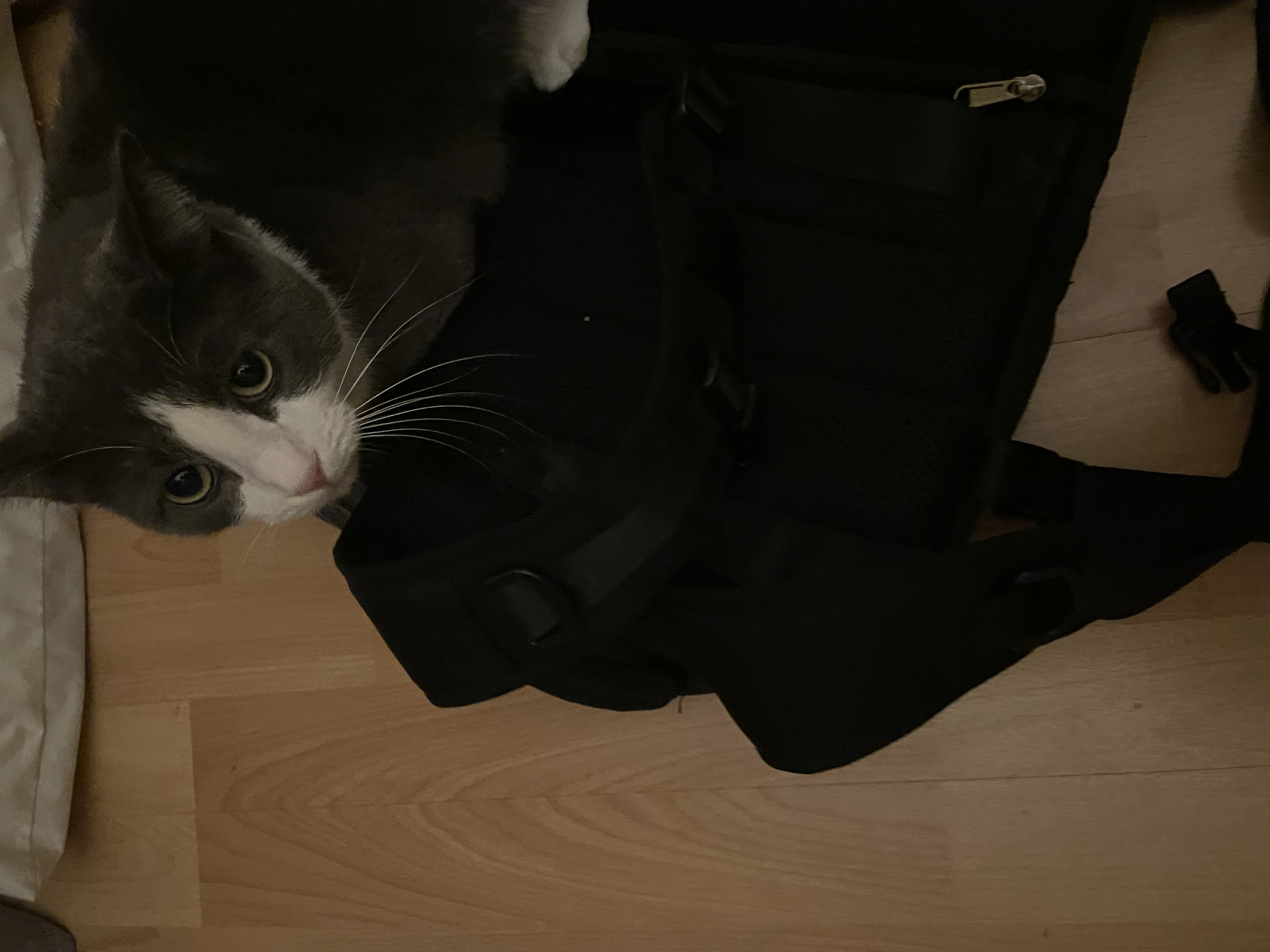 Confuse kitty Blank Meme Template