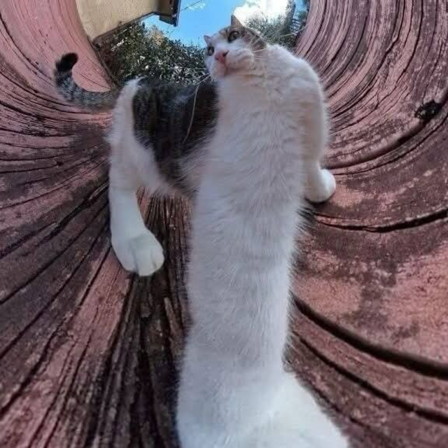 Big Stepa Cat Blank Meme Template