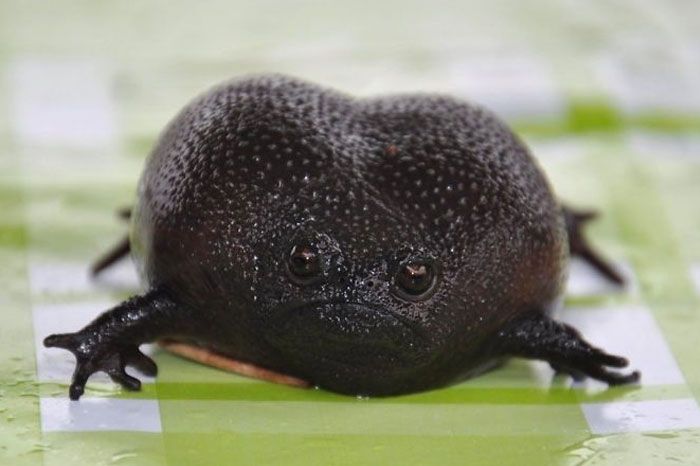 Angry Avocado Blank Meme Template