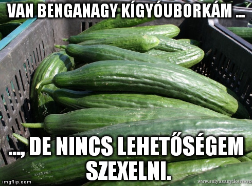 Van benganagy kígyóuborkám, de nincs lehetőségem szexelni Van benganagy kígyóuborkám, de nincs lehetőségem szexelni. Kígyóuborkák egy ládában.
