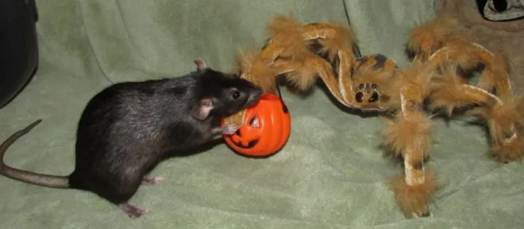 Rat and Spider Blank Meme Template