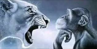 stupid lion, smart monkey Blank Meme Template