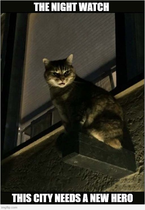 He's Watching Over Us All ! | The Night Watch; This City Needs A New Hero | image tagged in cats,night watch,hero | made w/ Imgflip meme maker