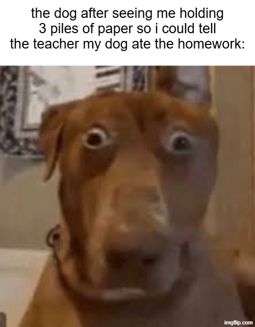 dog goes nah | the dog after seeing me holding 3 piles of paper so i could tell the teacher my dog ate the homework: | image tagged in shocked dog | made w/ Imgflip meme maker
