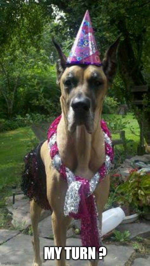 Great Dane birthday | My turn ? | image tagged in great dane birthday | made w/ Imgflip meme maker