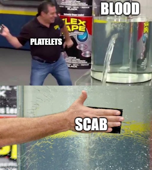 Flex Tape | Blood; Platelets; Scab | image tagged in flex tape | made w/ Imgflip meme maker