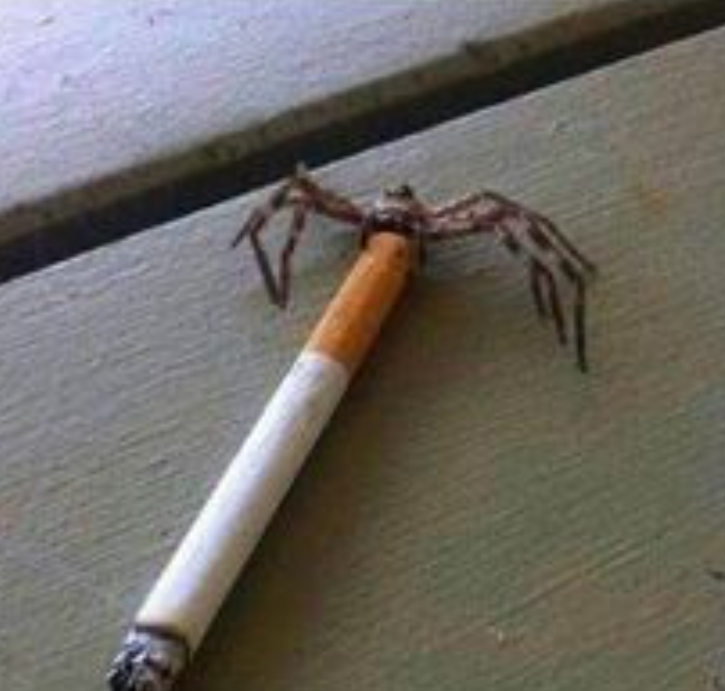 cool spider Blank Meme Template