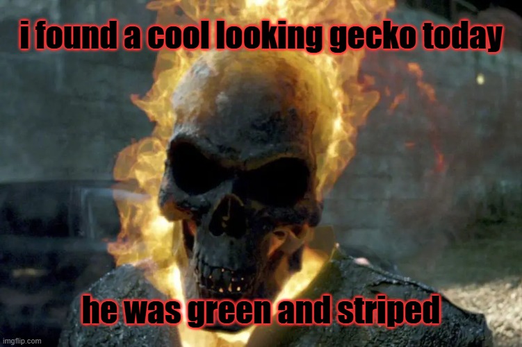 included with a meme plug because why not | i found a cool looking gecko today; he was green and striped | image tagged in the ghost rider template | made w/ Imgflip meme maker