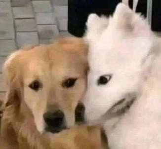Dog Stare Blank Meme Template